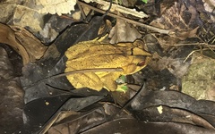 Incilius leucomyos
