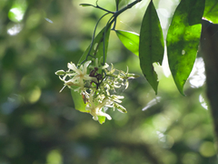 Tabernaemontana coffeoides