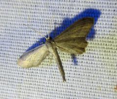 Euacidalia brownsvillea