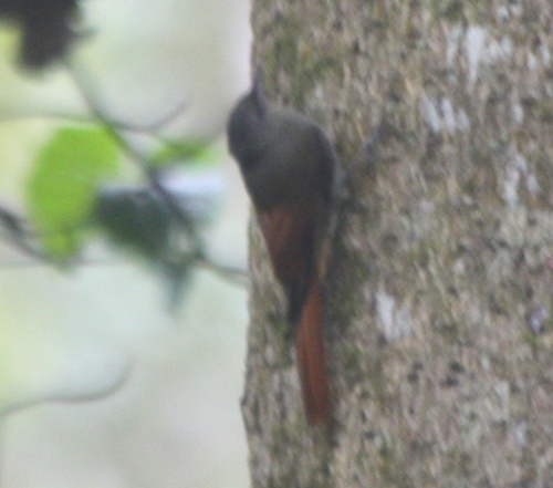 Sittasomus griseicapillus