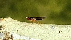 Diptera