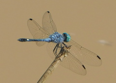 Micrathyria aequalis