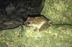 Craugastor aurilegulus