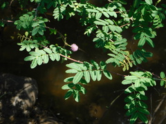 Mimosa pigra