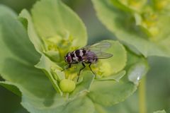 Limnophora obsignata