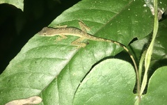 Anolis zeus