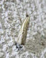 Fissicrambus profanellus