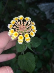 Lantana achyranthifolia