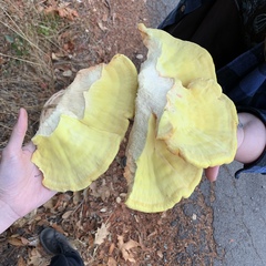 Laetiporus gilbertsonii