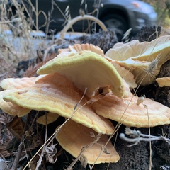 Laetiporus gilbertsonii