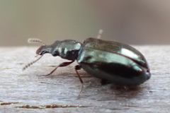 Salpingidae