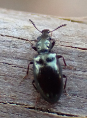 Salpingidae