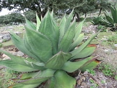 Agave salmiana crassispina