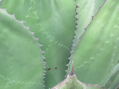 Agave salmiana crassispina