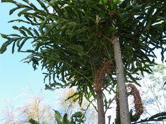 Hicksbeachia pinnatifolia