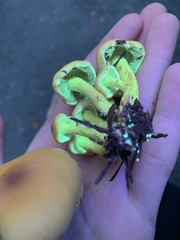 Hypholoma fasciculare