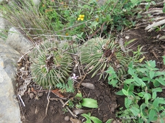 Echinofossulocactus lamellosus