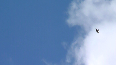 Petrochelidon pyrrhonota