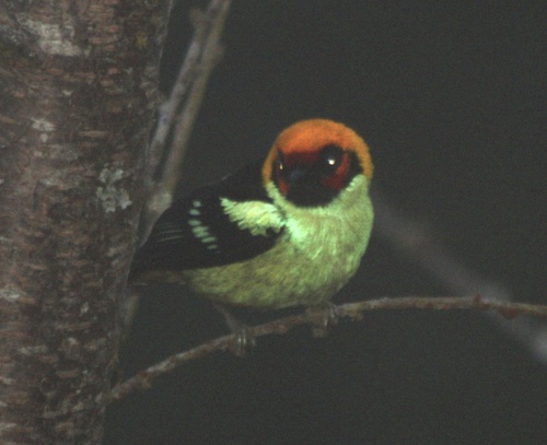 Tangara parzudakii