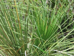 Dasylirion longistylum