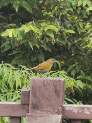 Liocichla steerii