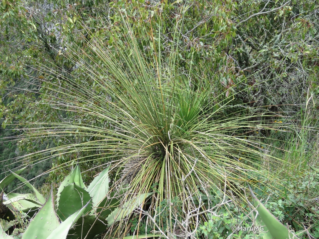 Dasylirion longistylum