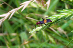 Compsocryptus melanostigma