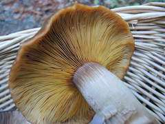 Armillaria mellea