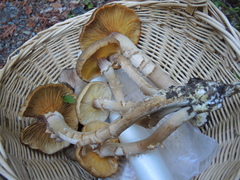Armillaria mellea