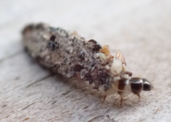 Dahlica triquetrella