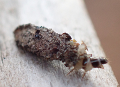 Dahlica triquetrella