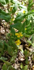 Goodenia amplexans