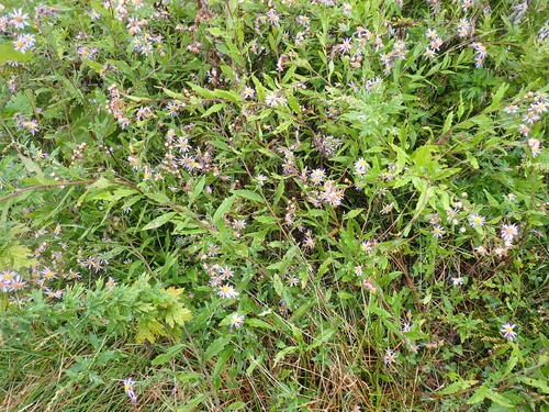 Aster microcephalus iNat (3)