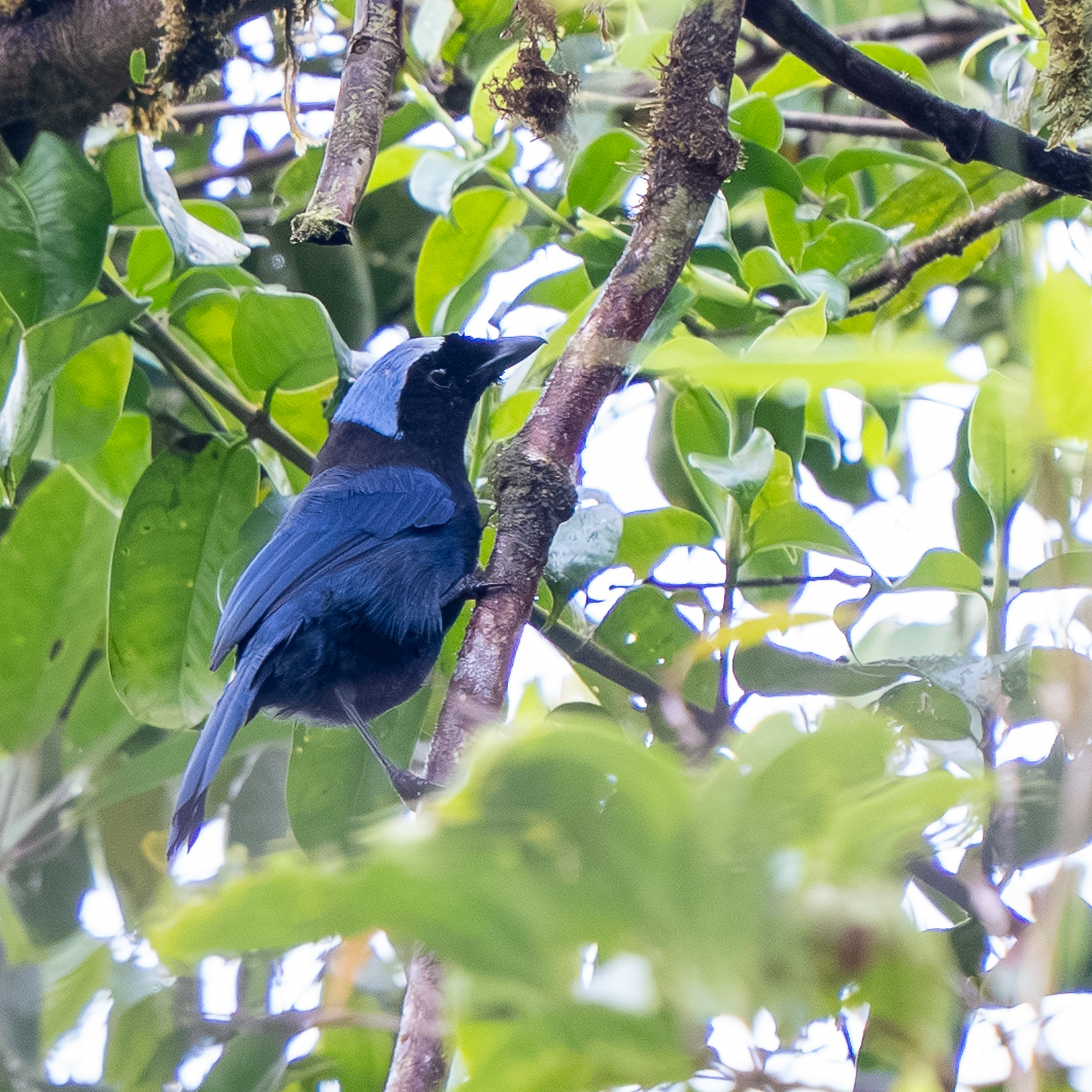 Azure-hooded Jay (Cyanolyca cucullata), photo 3