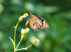 Danaus chrysippus chrysippus
