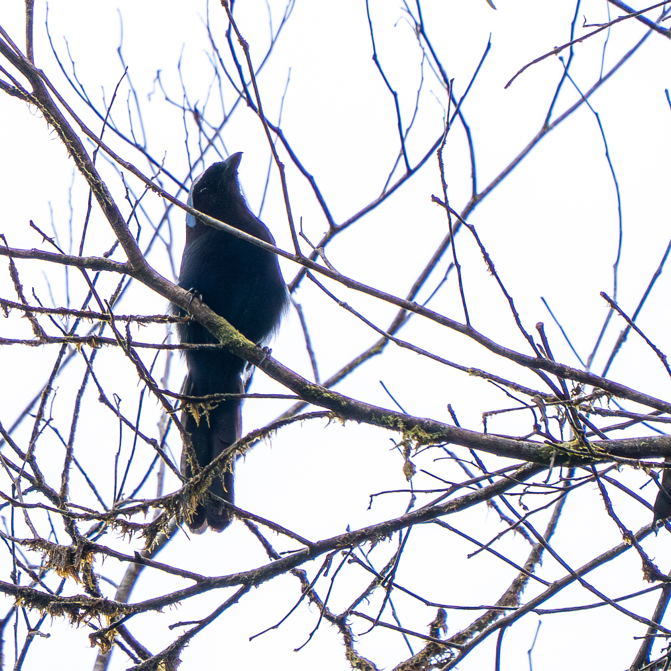 Azure-hooded Jay (Cyanolyca cucullata), photo 4