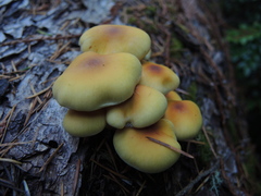 Hypholoma capnoides