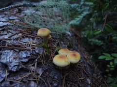 Hypholoma capnoides