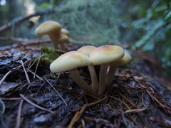 Hypholoma capnoides