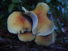 Hypholoma capnoides