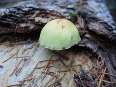 Hypholoma fasciculare