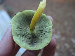 Hypholoma fasciculare