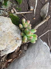 Sedum corynephyllum