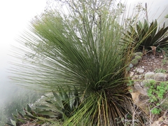 Dasylirion longistylum