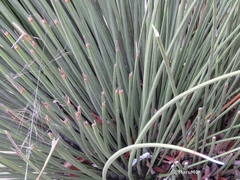 Dasylirion longistylum