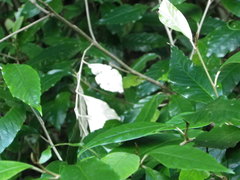 Argophyllum nullumense