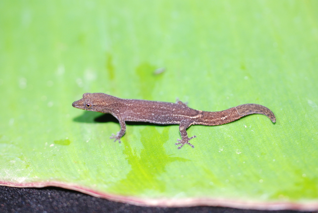 Guanaja Least Gecko