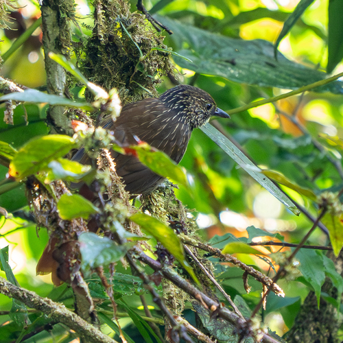 Lineated Foliage-gleaner (Syndactyla subalaris), photo 5