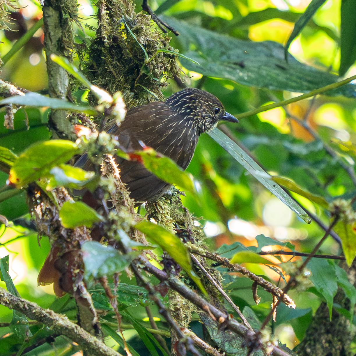 Lineated Foliage-gleaner (Syndactyla subalaris), photo 8