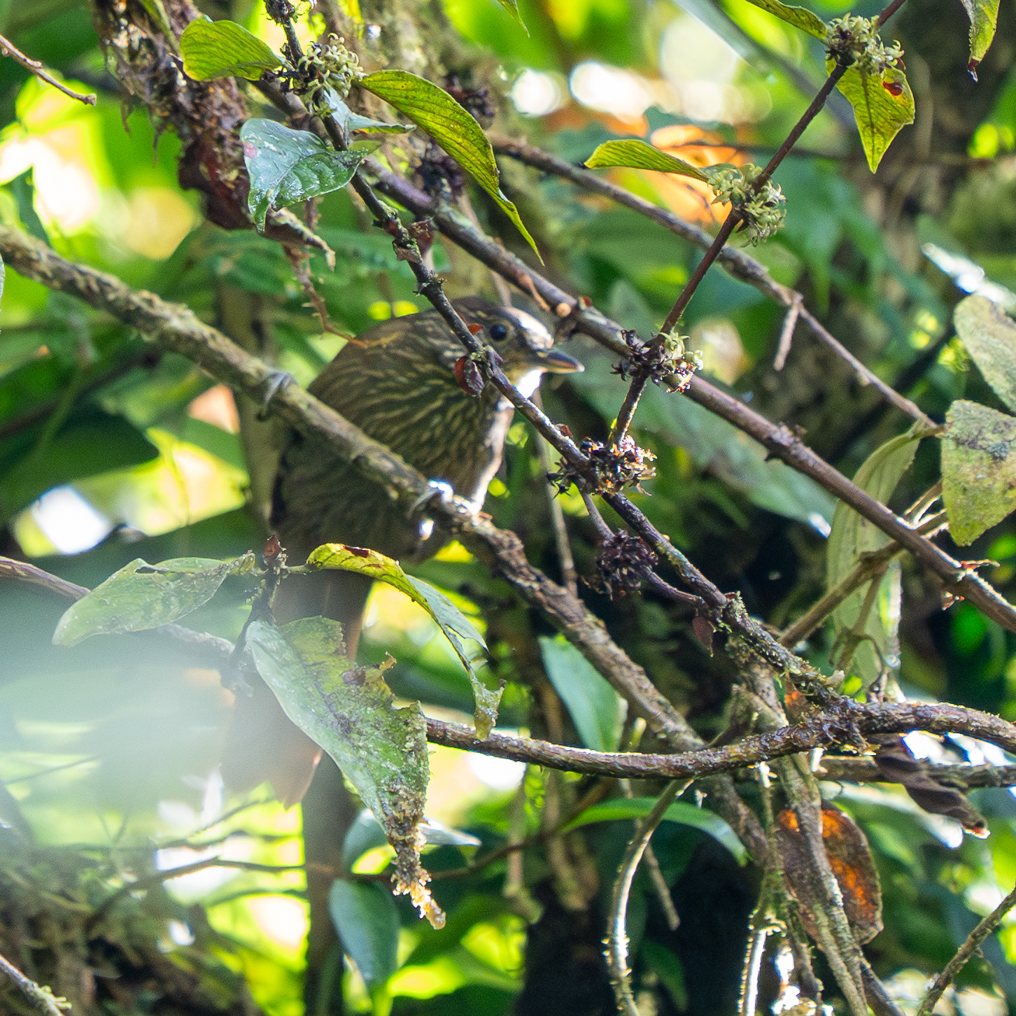Lineated Foliage-gleaner (Syndactyla subalaris), photo 9